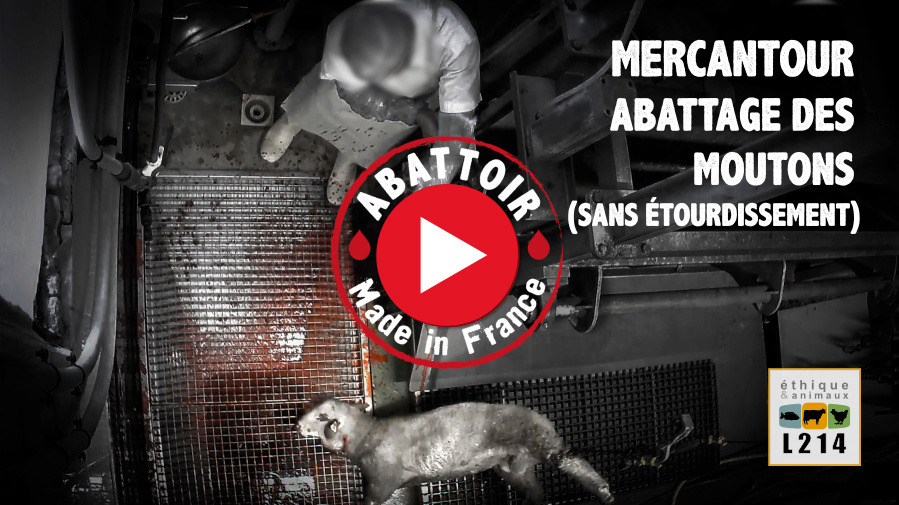 Mercantour : Abattage des moutons sasns étourdissement - Vidéo Abattoir made in France