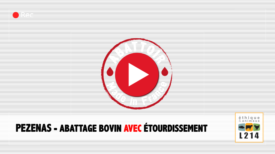 Pézenas : Abattage bovin avec étourdissement - Vidéo Abattoir made in France