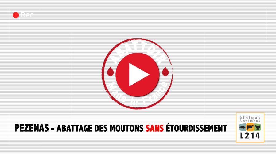 Vidéo Abattoir made in France - moutons sans étourdissement - Pézenas