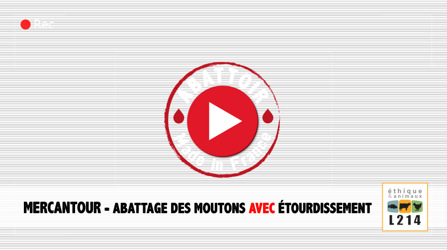 Vidéo Abattoir made in France - moutons avec étourdissement - Mercantour