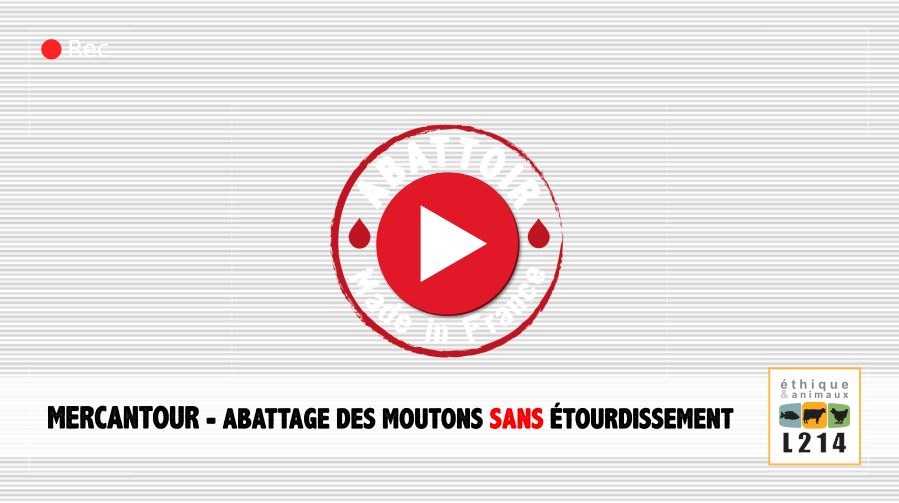 Vidéo Abattoir made in France - moutons sans étourdissement - Mercantour