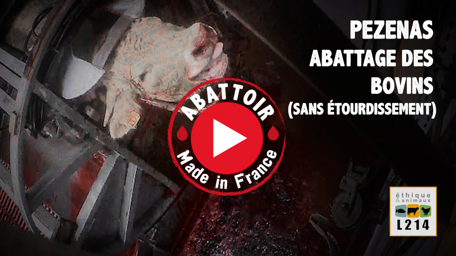 Vidéo Abattoir made in France