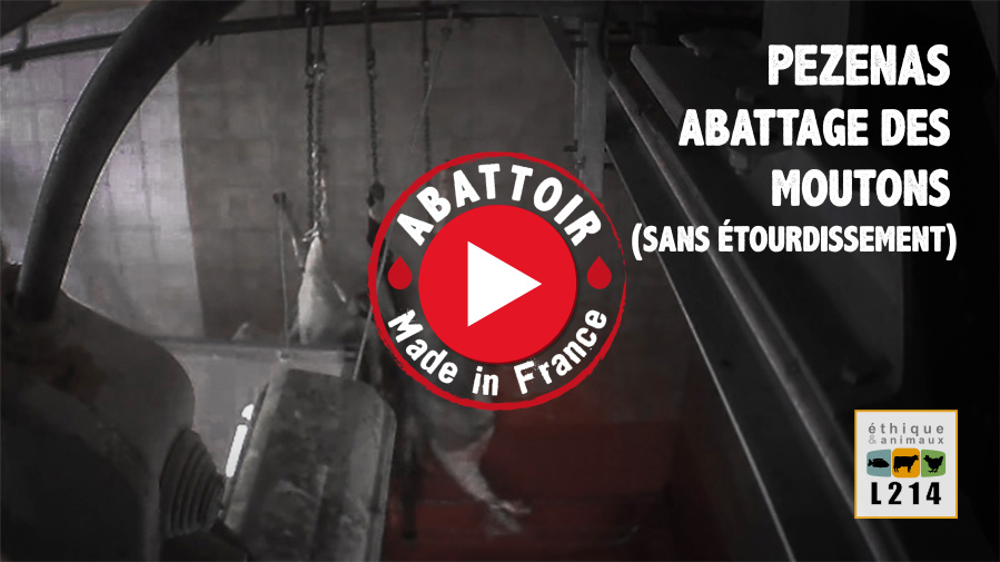 Vidéo Abattoir made in France