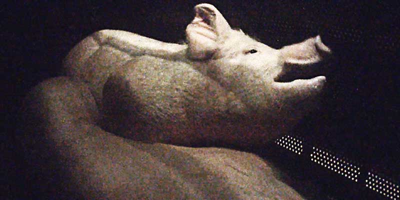 Photo de deux cochons entassés le regard rempli de détresse - abattoir Houdan 2017