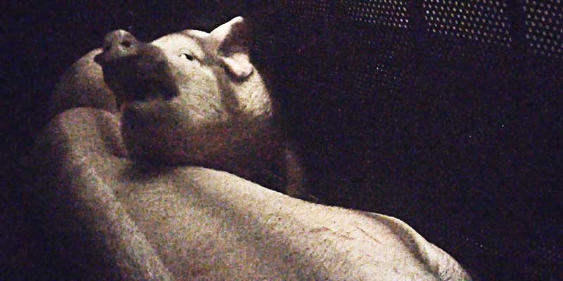Photo d'un cochon électrocuté avec un aiguillon - abattoir Houdan 2017