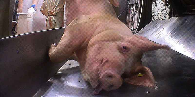 Photo d'un cochon suspendu les yeux ouverts - abattoir Houdan 2017