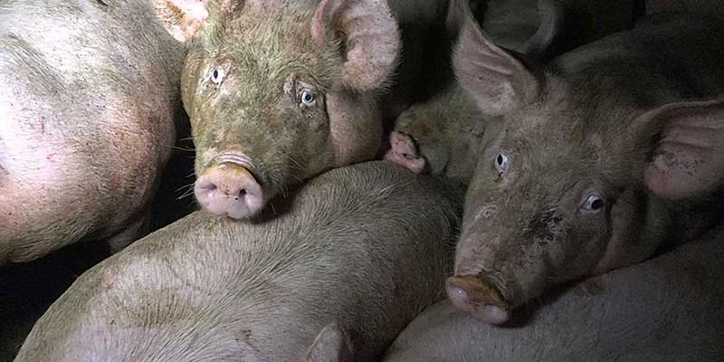 Photo de deux cochons entassés le regard rempli de détresse - abattoir Houdan 2017