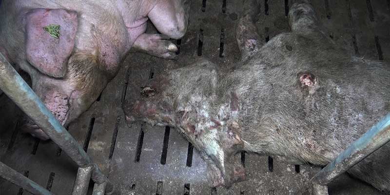 Photo d'un cadavre de cochon en putréfaction au milieu des animaux vivants - élevage Finistère 2017