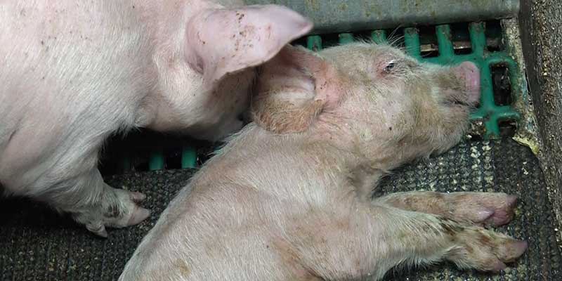 Photo d'un porcelet à l'agonie sous les yeux de sa mère - élevage Finistère 2017