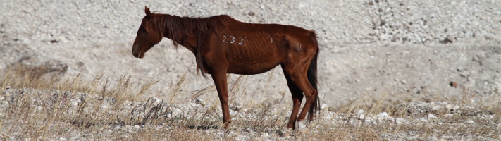 viande de cheval, le scandale continue