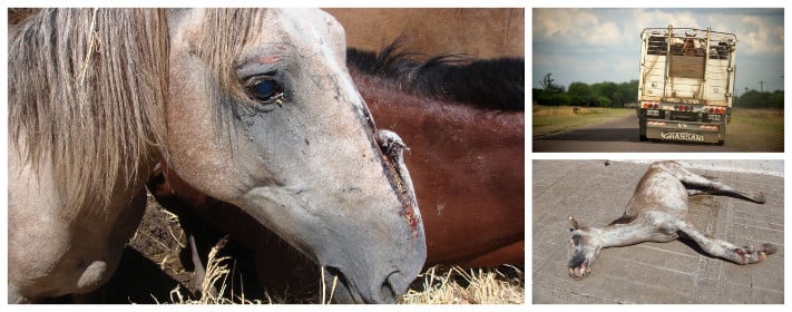 enquête chevaux en Amérique