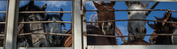 viande de cheval, le scandale continue