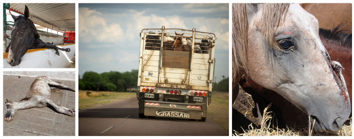 le calvaire des chevaux