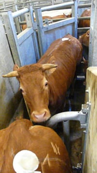 Abattoir bovin