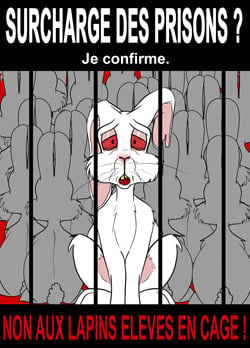 Affiche lapin 21