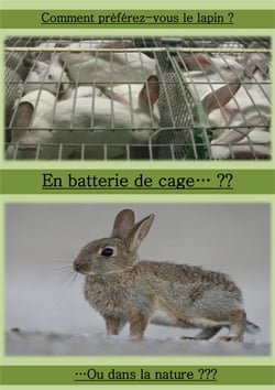 Affiche lapin 23