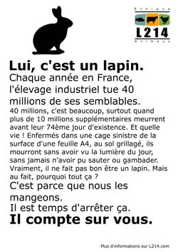 Affiche lapin 3