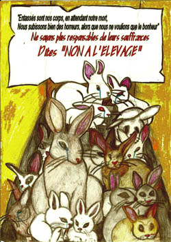 Affiche lapin 4