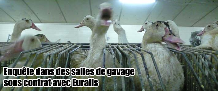 foie gras Euralis