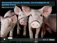 Enquête dans les élevages porcins en Espagne - Igualdad Animal - Mai 2010