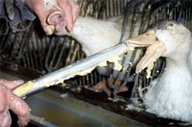 foie gras