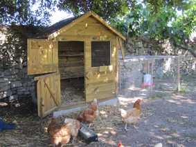 Recueillir Des Poules Pondeuses éthique Et Animaux