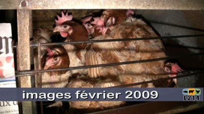 images poules février 2009