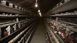 Poules pondeuses dans des cages de batterie