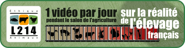 Pendant le salon de l'agriculture, une vidéo par jour sur la réalité de l\élevage en France