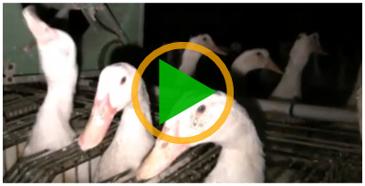 Vidéo sur les canards