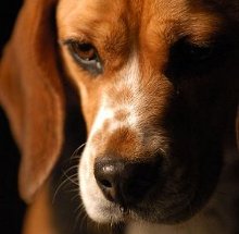 Photo : chien beagle