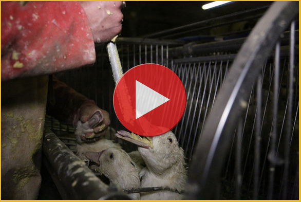 Enquête sur la production de foie gras du Sud-Ouest