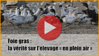 Vignette vidéo sur le << plein air >> de la filière foie gras