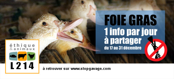 1 info par jour sur la production de foie gras