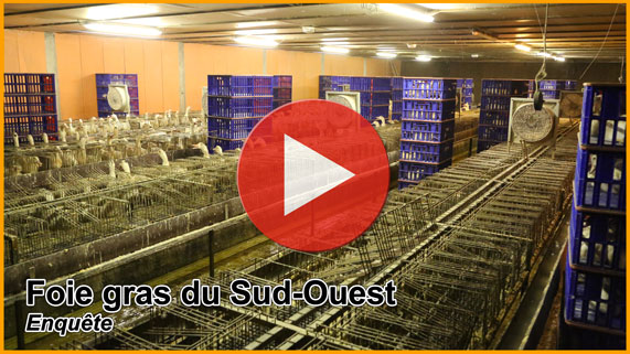 foie gras du Sud-Ouest - enquête