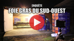 enquête de L214 sur le foie gras