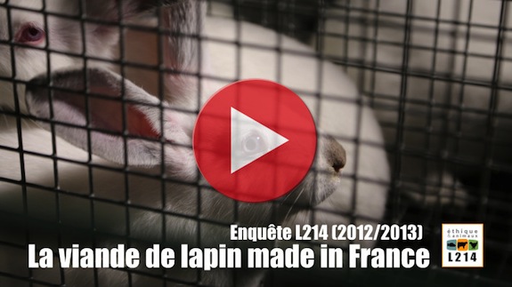 Vidéo de l'enquête L214 dans les élevages de lapins