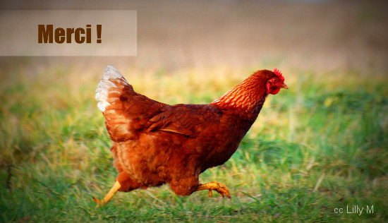 une poule courant dans l'herbe