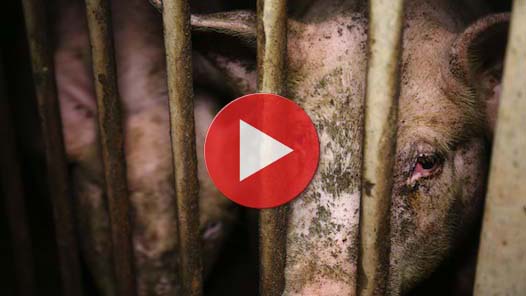 Vidéo de la porcherie de Seyssel