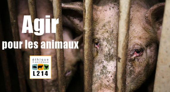 Banniere L214 : Agir pour les animaux