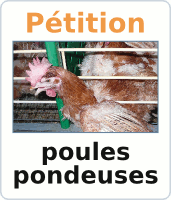 pétition contre les poules en cage