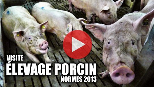 Vidéo d'un élevage de porcs bretons