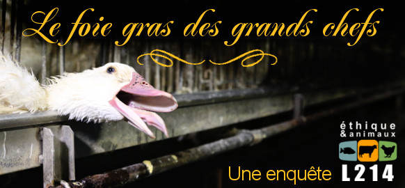 bannière foie gras des grands chefs