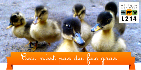 Ces animaux ne sont pas du foie gras