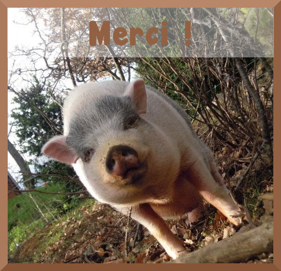 Un cochon du refuge
