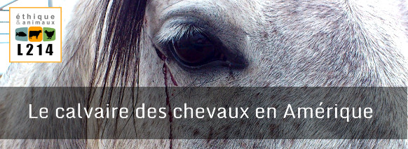 bannière chevaux