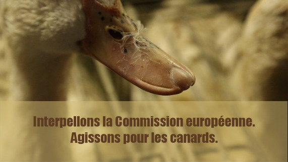 Demandons à la Commission européenne d'agir pour les canards