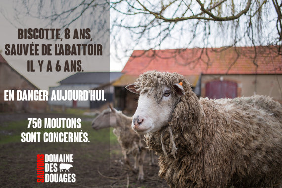 Sauvons les moutons du Domaine des Douages