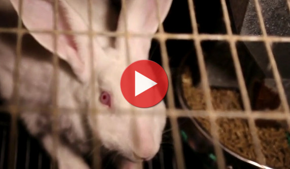 Vidéo de l'enquête lapin