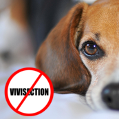 Manifestation contre la vivisection